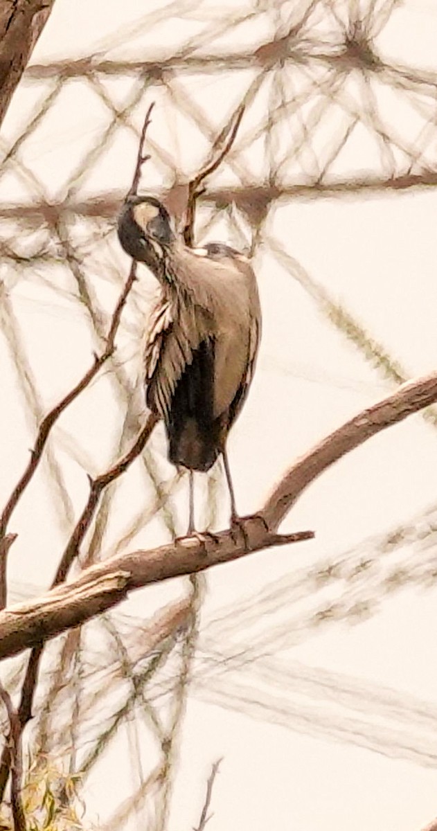 Black-headed Heron - ML644578486