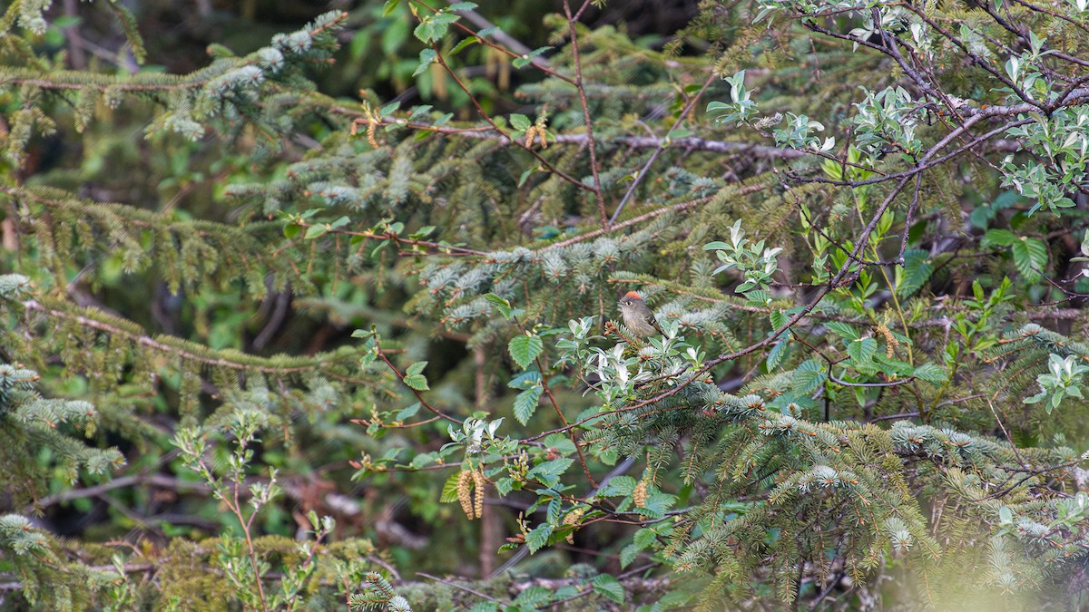 Erregetxo mottogorria - ML644578487