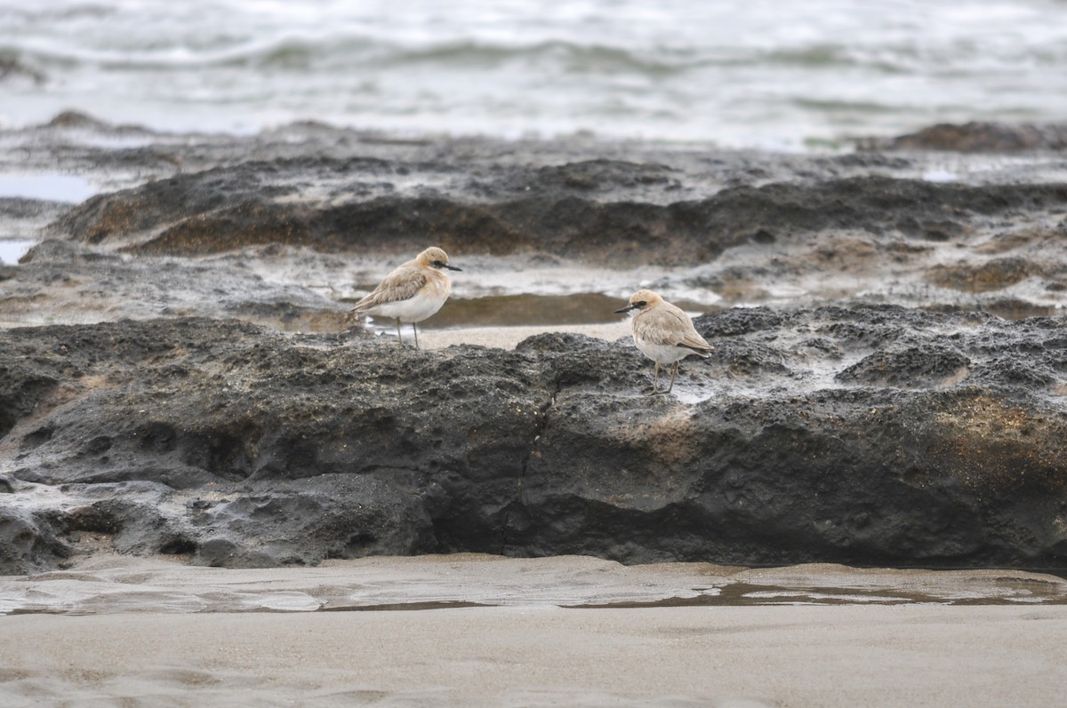 Büyük Cılıbıt - ML644578488