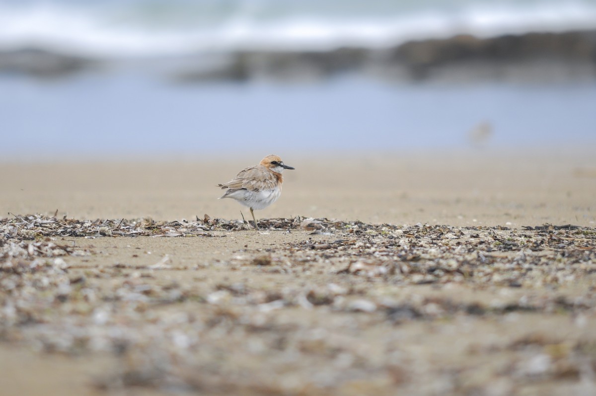 Büyük Cılıbıt - ML644578489