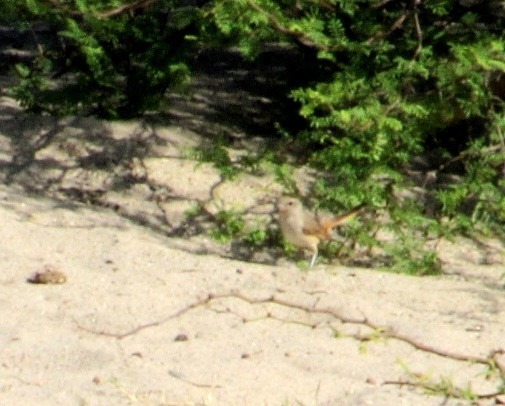 Short-billed Canastero - ML644578513