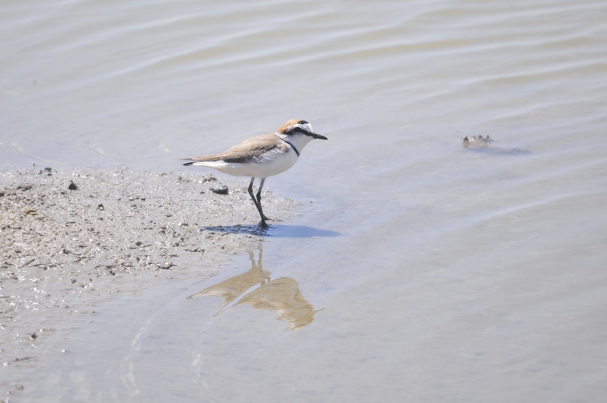 Akça Cılıbıt - ML644578526