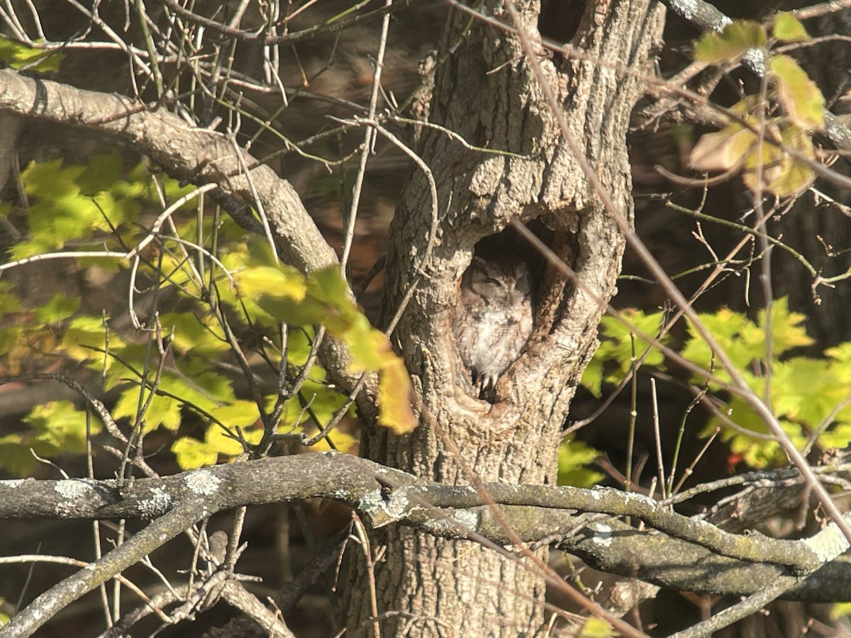 Eastern Screech-Owl - ML644578533