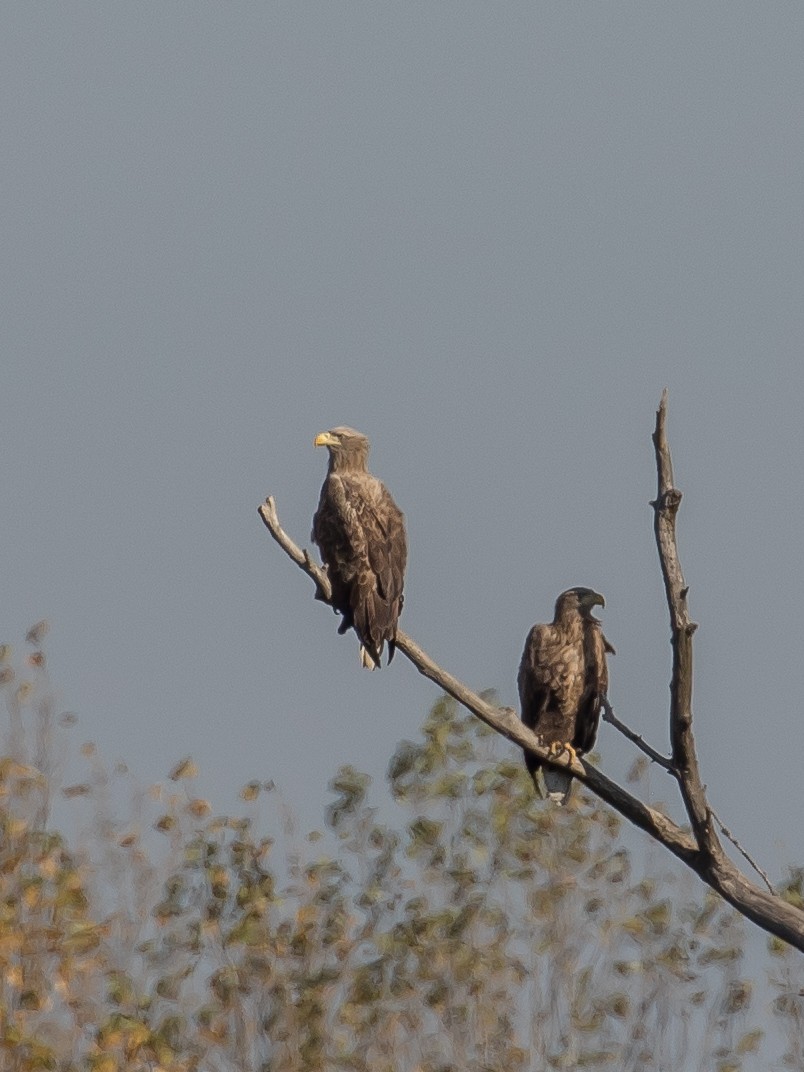 White-tailed Eagle - ML644578572