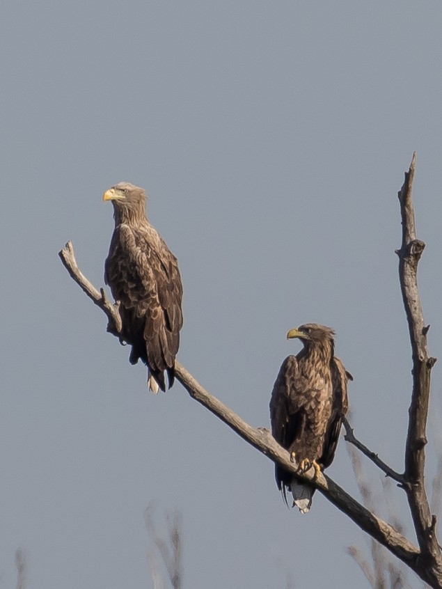 White-tailed Eagle - ML644578573