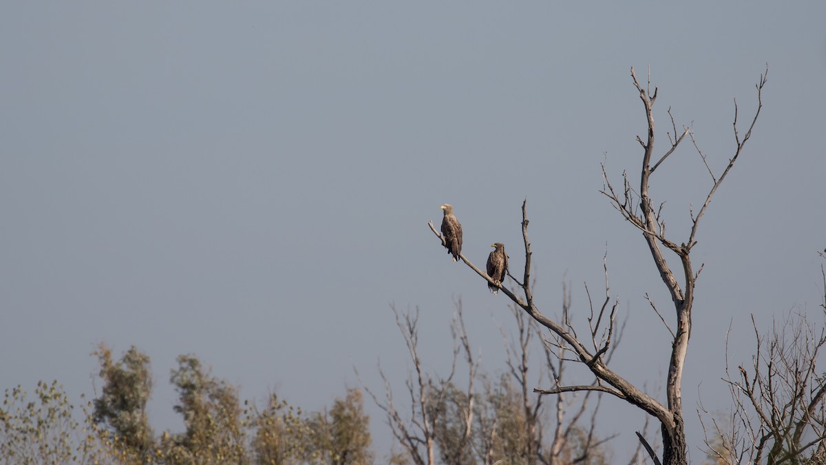 White-tailed Eagle - ML644578574