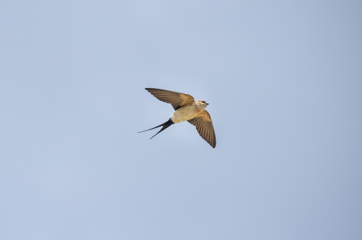 Kızıl Kırlangıç - ML644578577