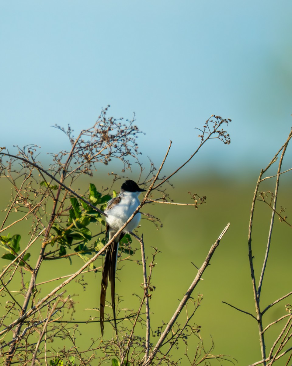 Fork-tailed Flycatcher - ML644578582
