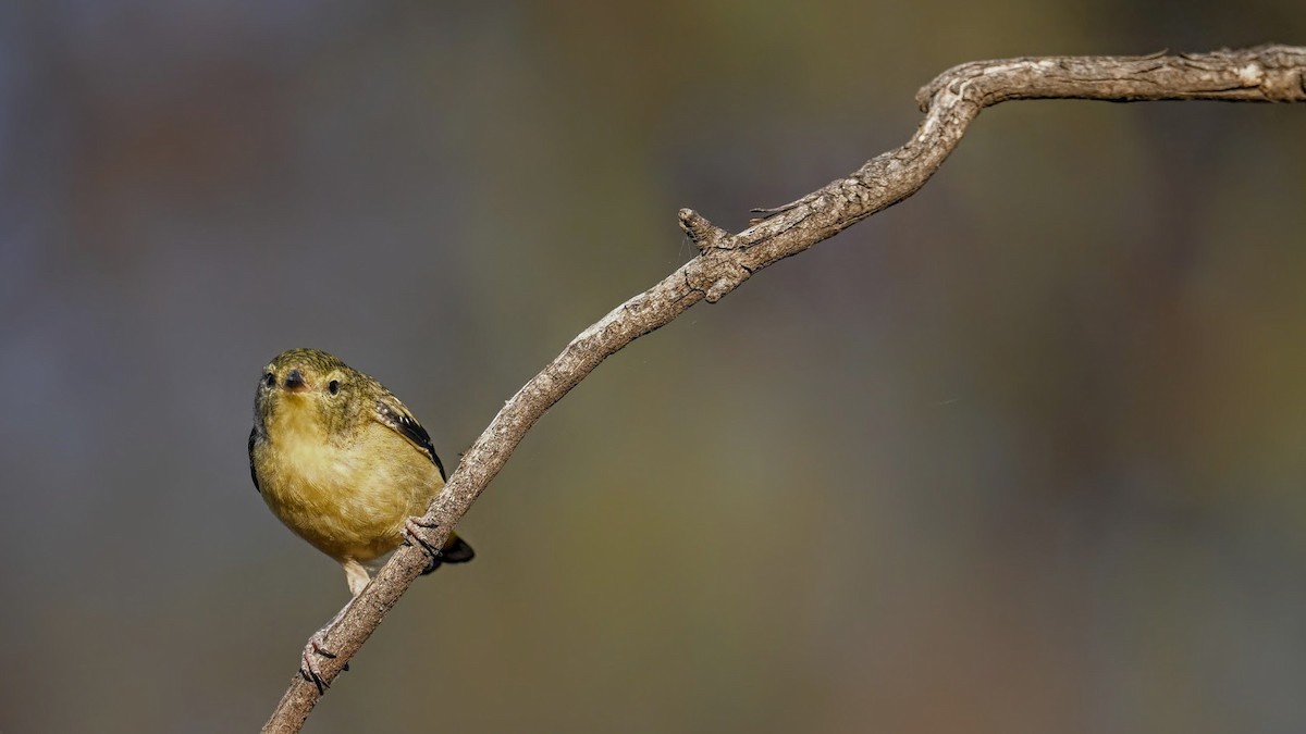 ホウセキドリ - ML644578589