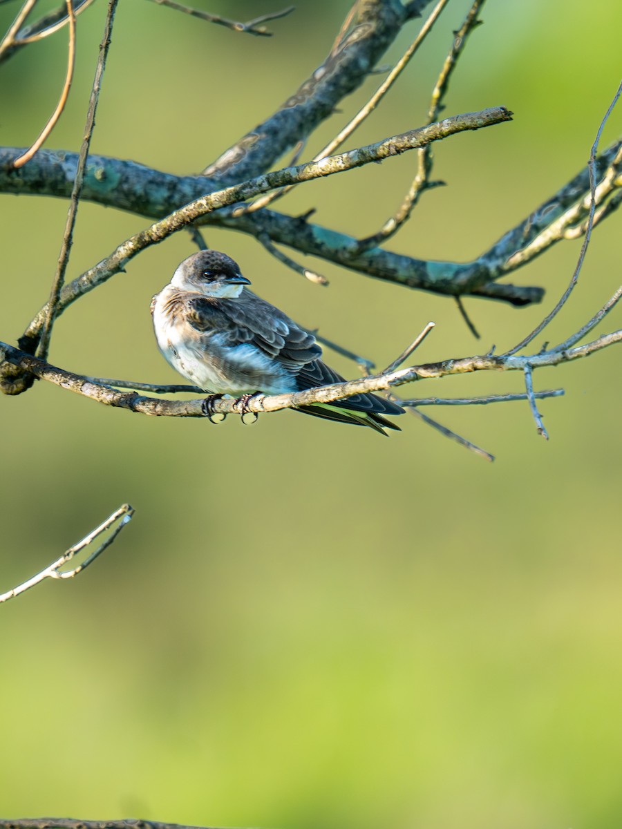 Brown-chested Martin - ML644578594