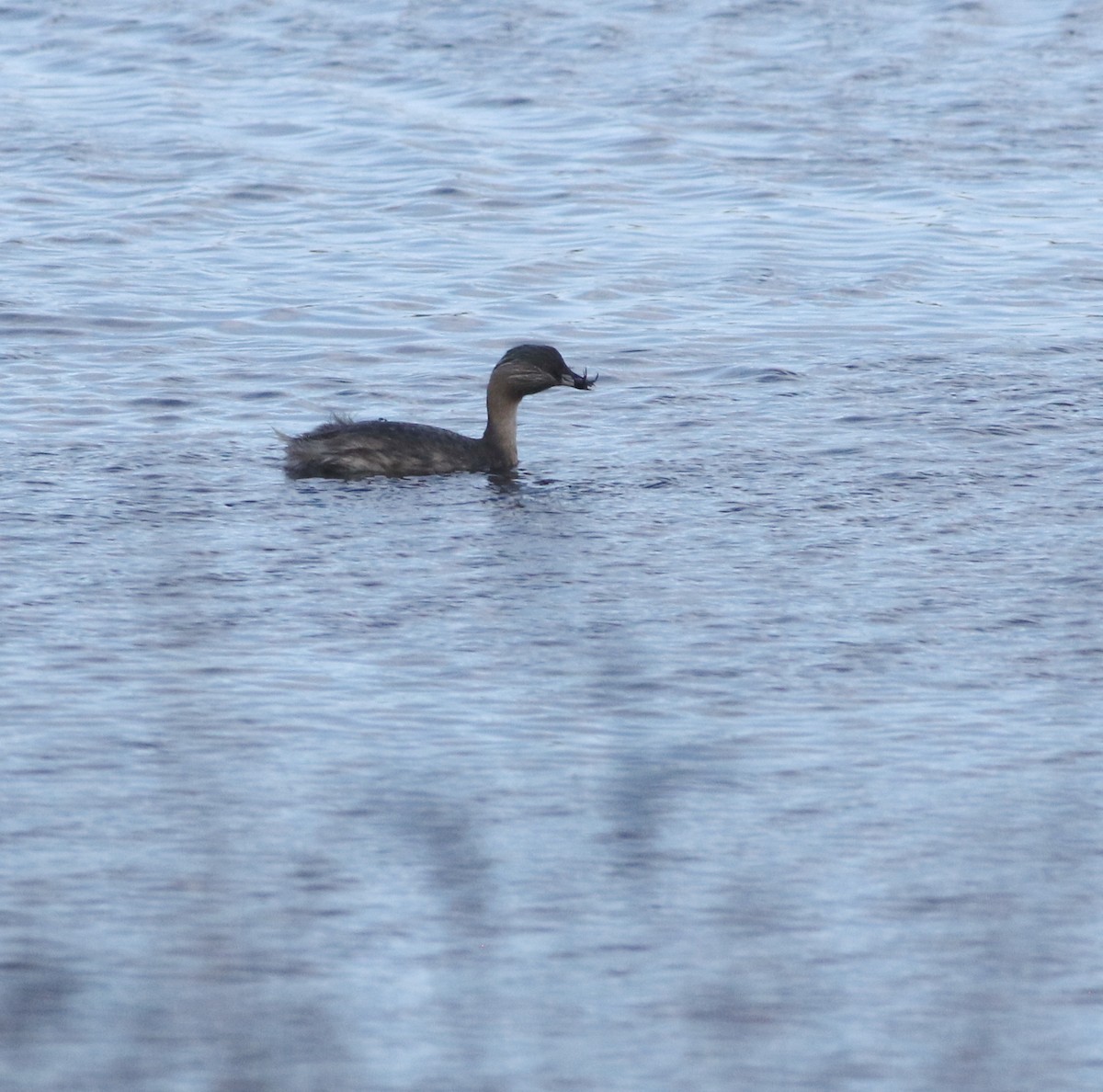 Hoary-headed Grebe - ML644578607