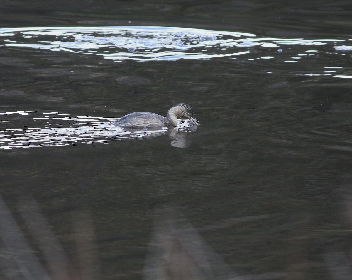 Hoary-headed Grebe - ML644578608