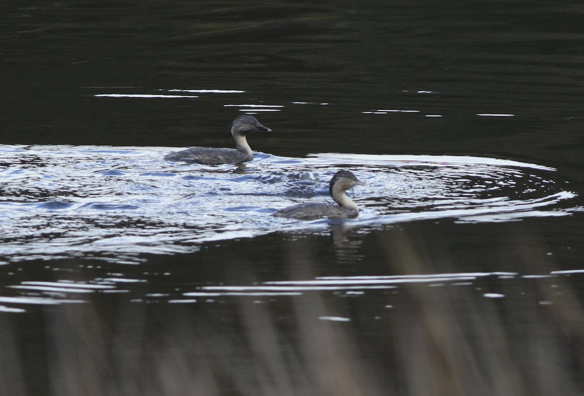 Hoary-headed Grebe - ML644578609