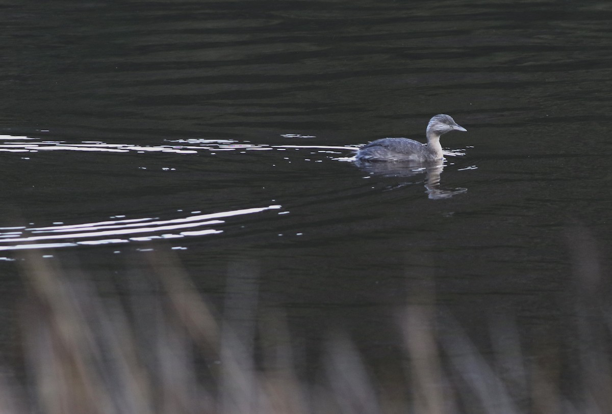 Hoary-headed Grebe - ML644578610