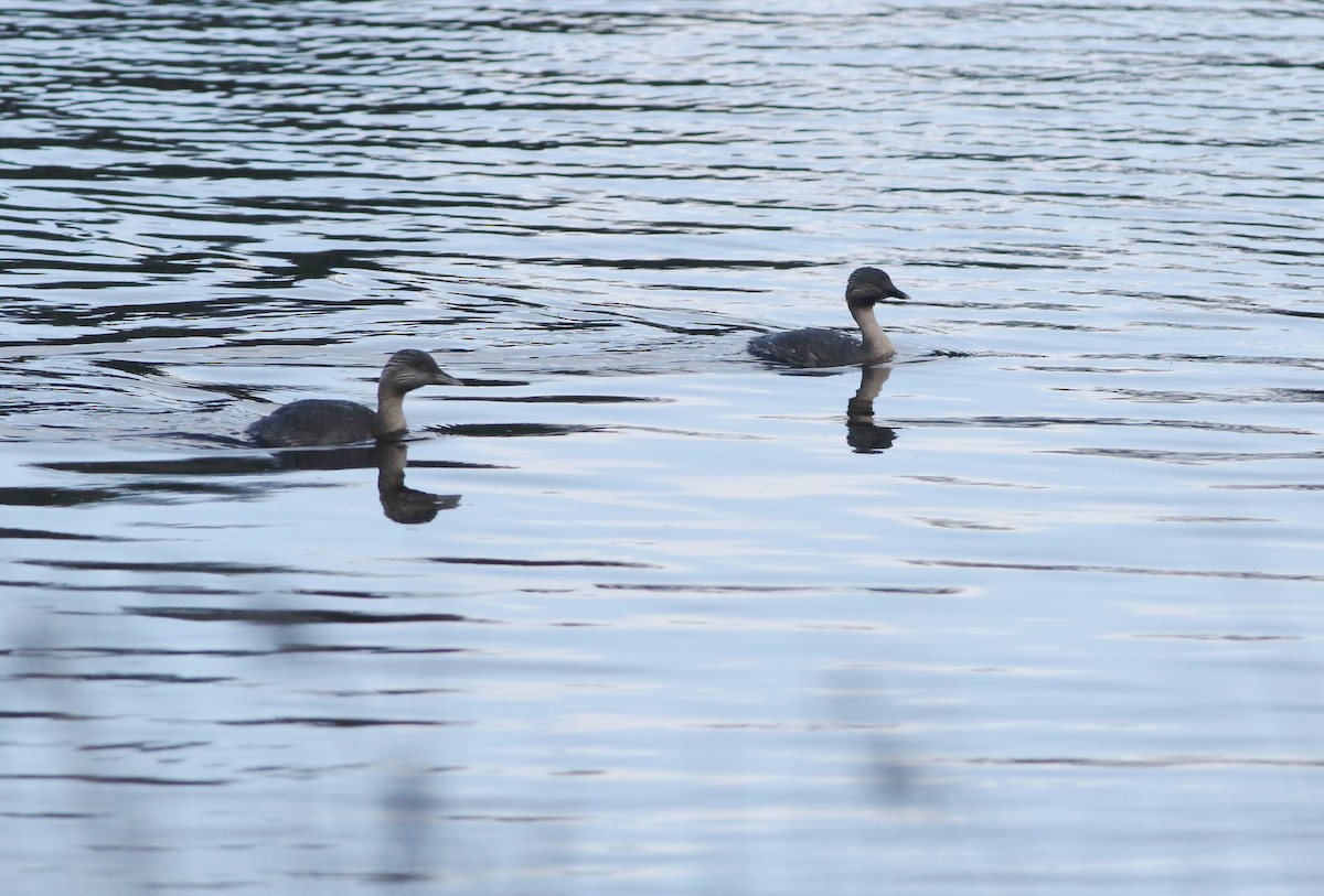Hoary-headed Grebe - ML644578611