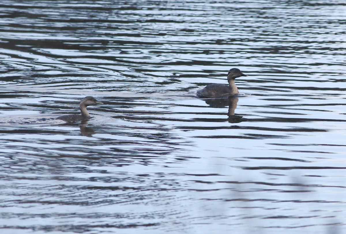 Hoary-headed Grebe - ML644578612