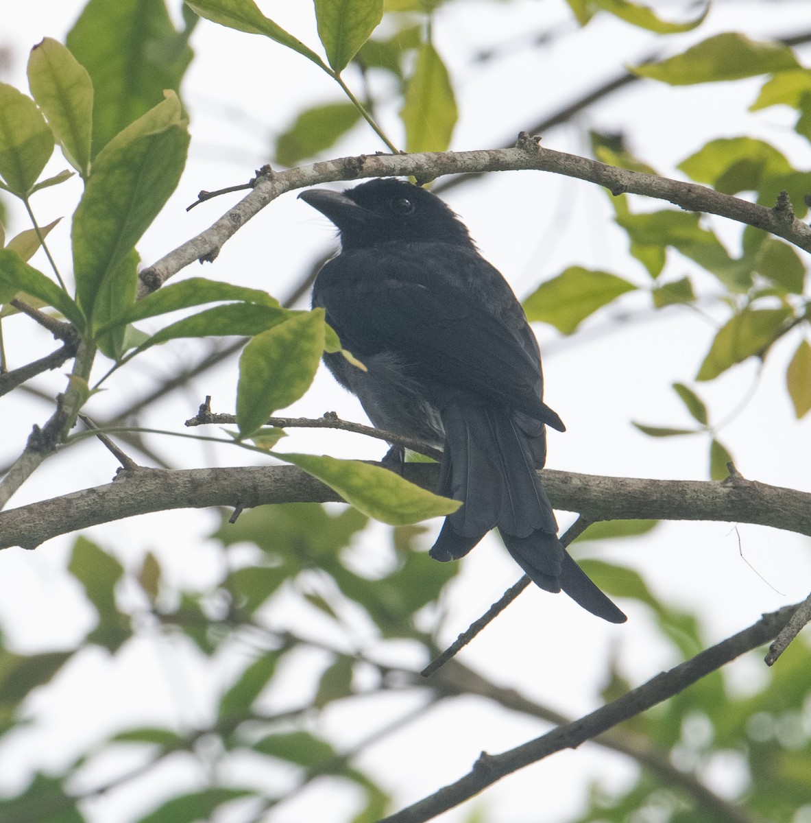 シロハラオウチュウ - ML644578614