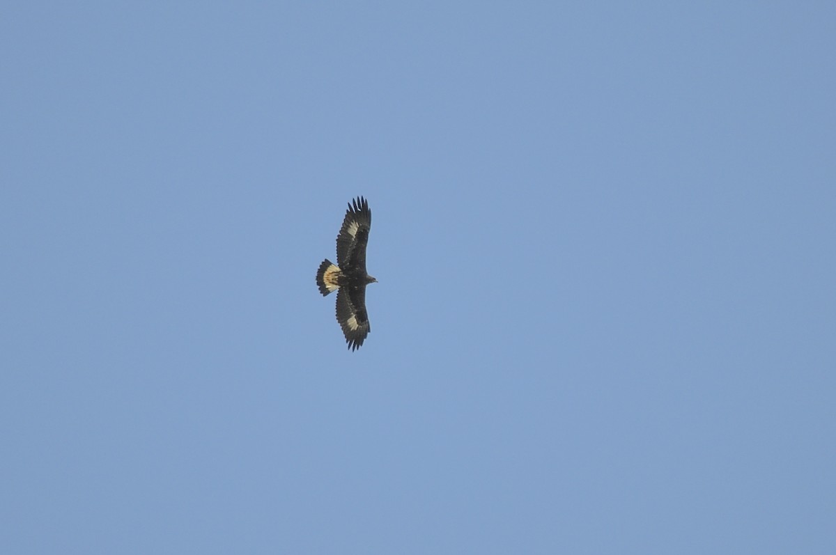 kongeørn - ML644578615