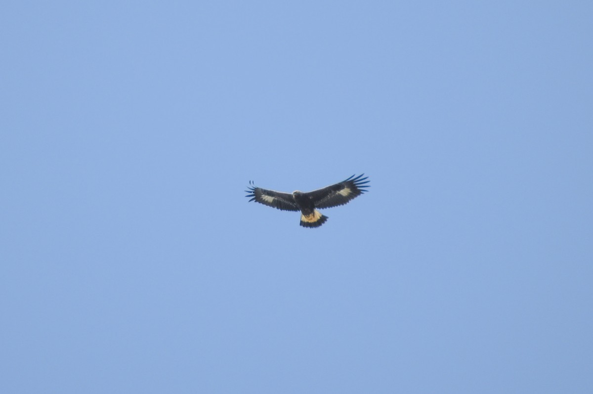 kongeørn - ML644578616