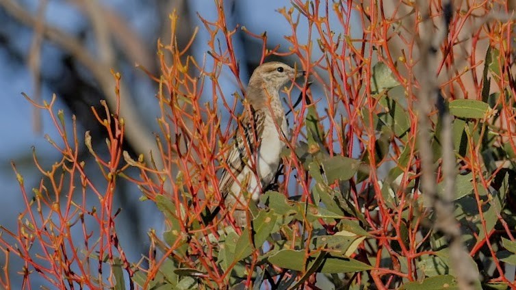 hvitvingetrillefugl - ML644578628