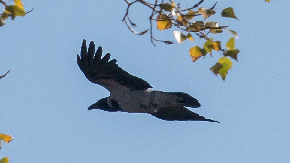 Leş Kargası - ML644578629