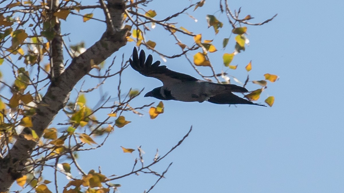 Leş Kargası - ML644578630