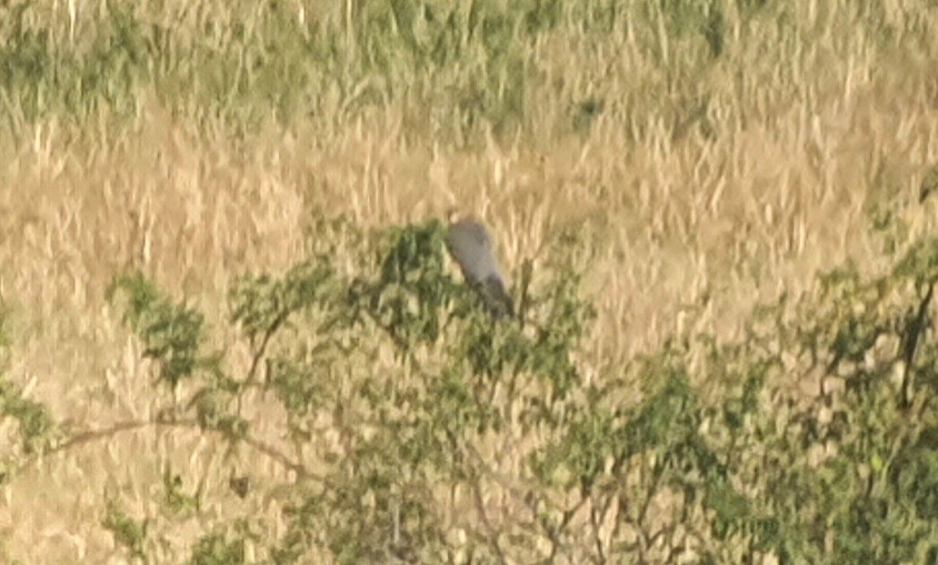 Faucon kobez - ML644578631