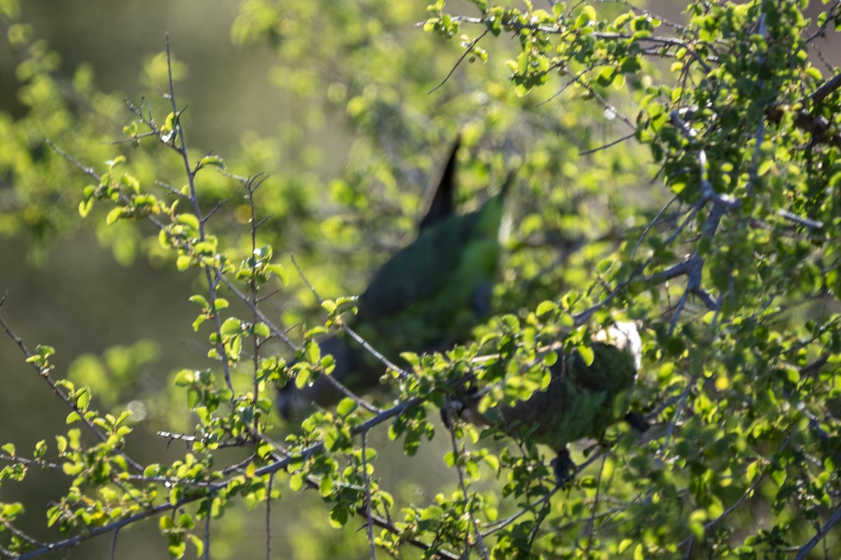 Brown-headed Parrot - ML644578632