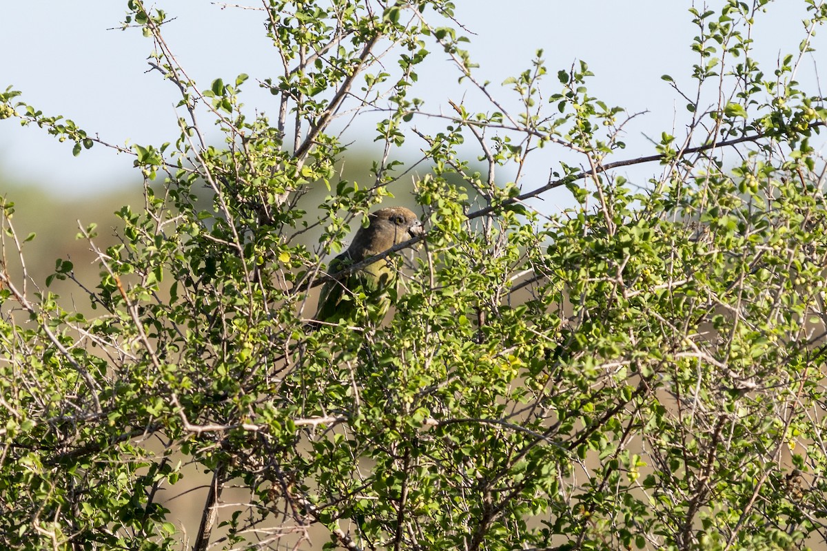 Brown-headed Parrot - ML644578633