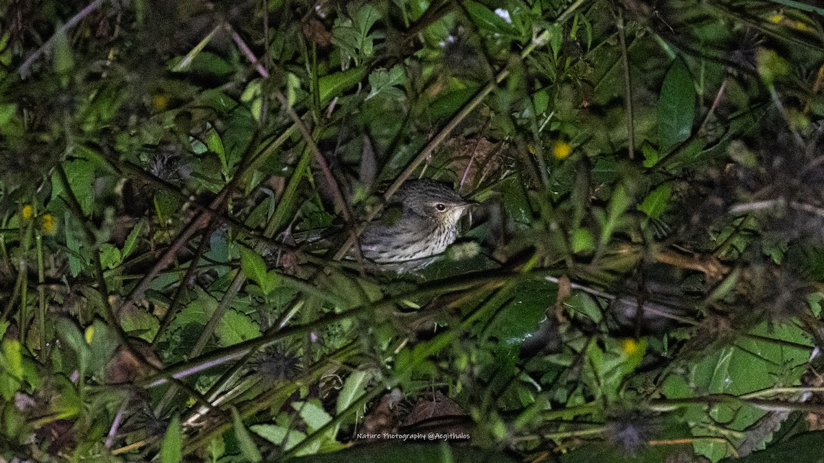 マキノセンニュウ - ML644578634