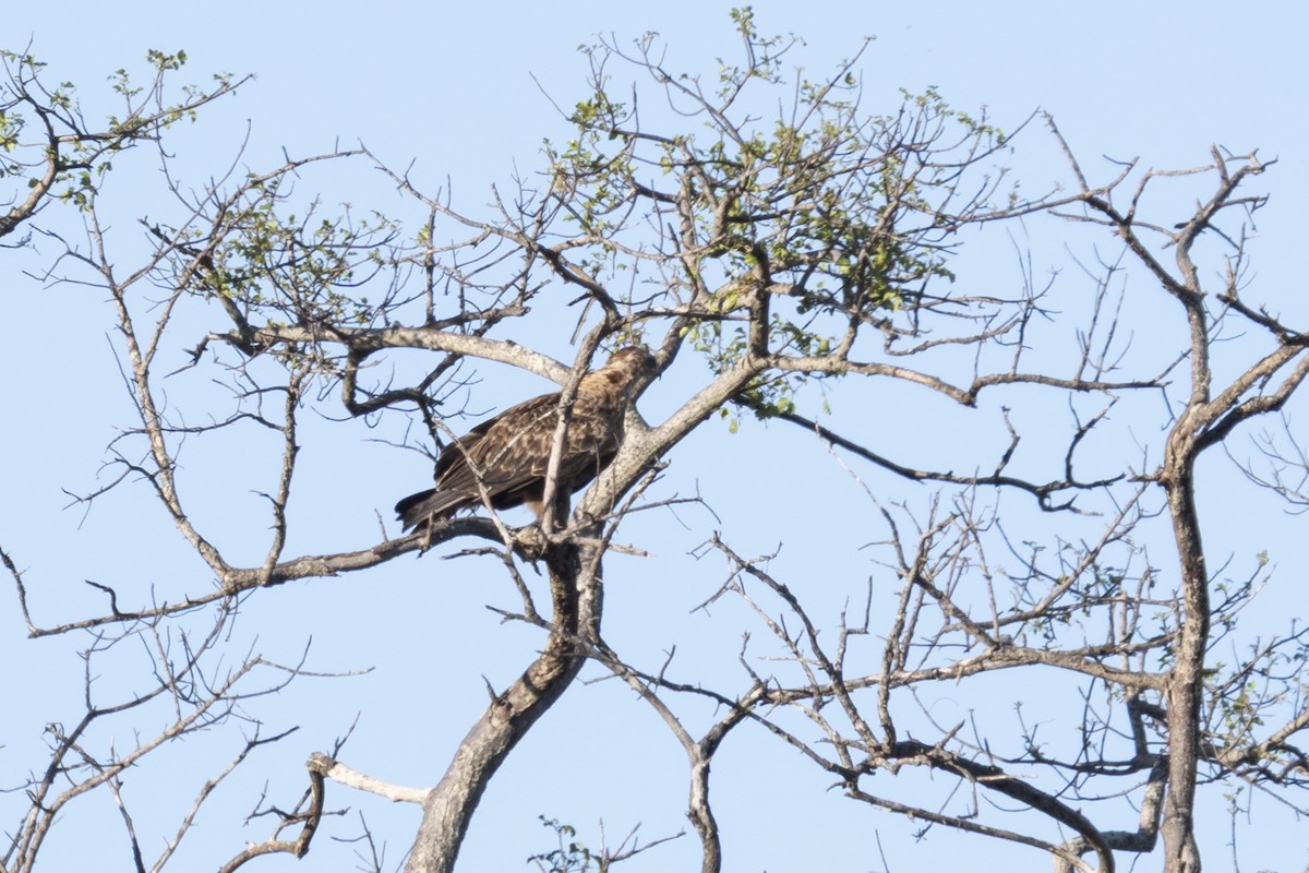 Tawny Eagle - ML644578644
