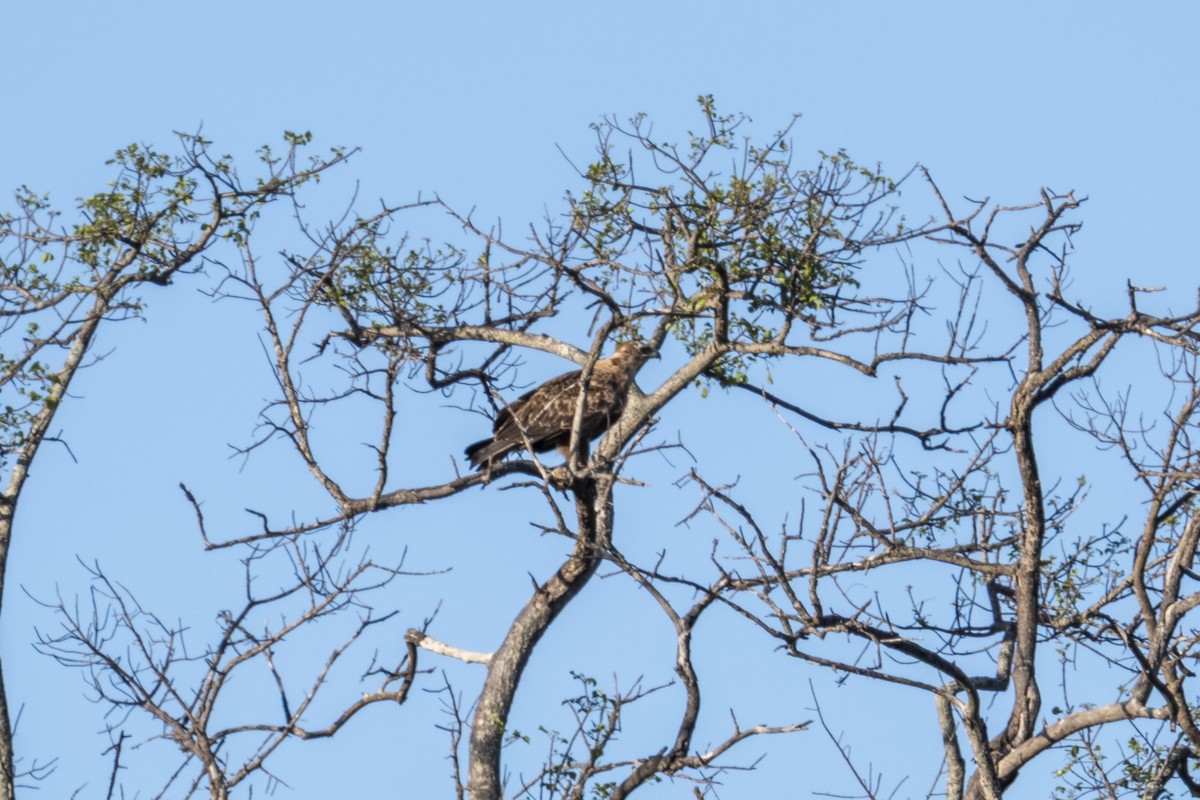 Tawny Eagle - ML644578645