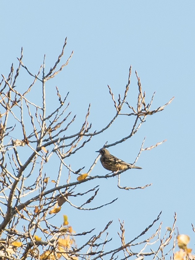 ヤドリギツグミ - ML644578647