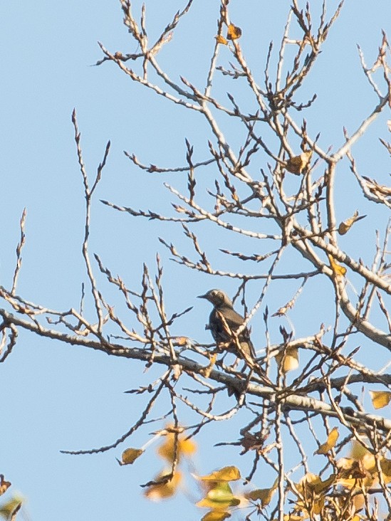 ヤドリギツグミ - ML644578648