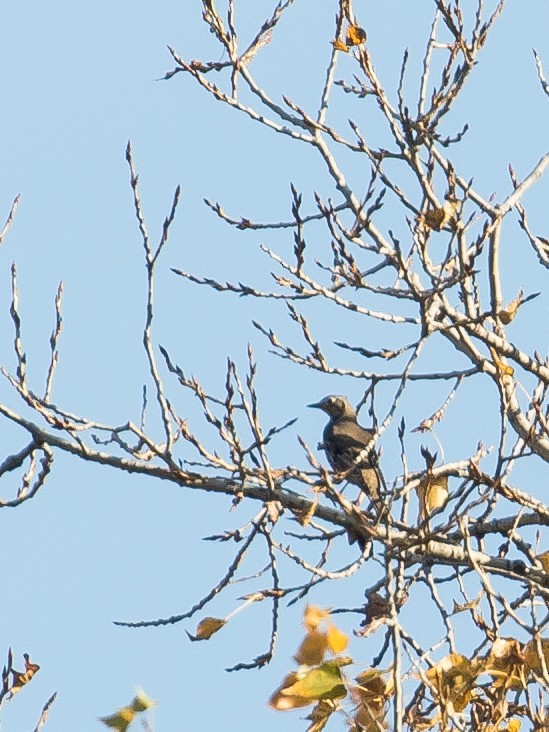 ヤドリギツグミ - ML644578649