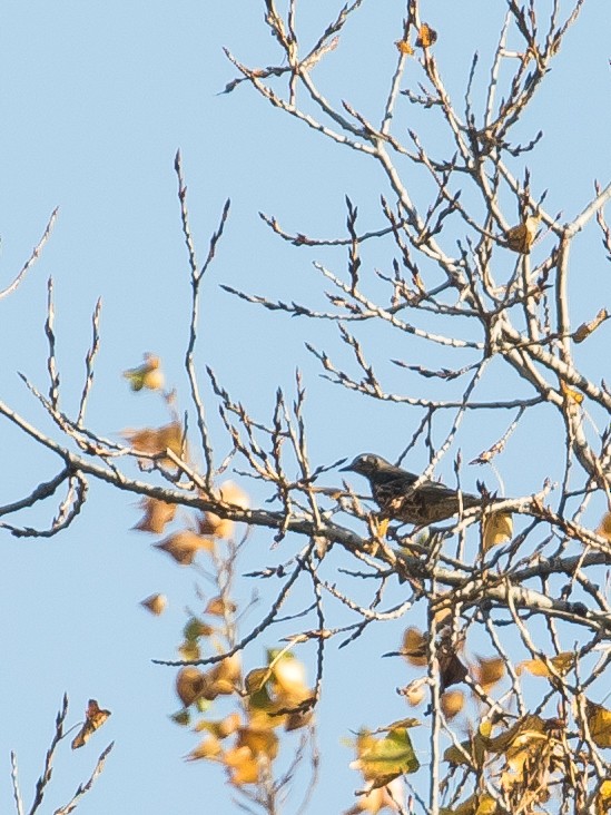 ヤドリギツグミ - ML644578652