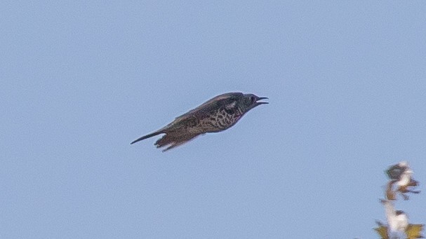 ヤドリギツグミ - ML644578653