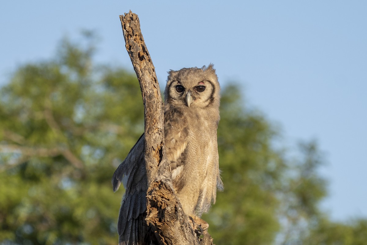 Verreaux's Eagle-Owl - ML644578654