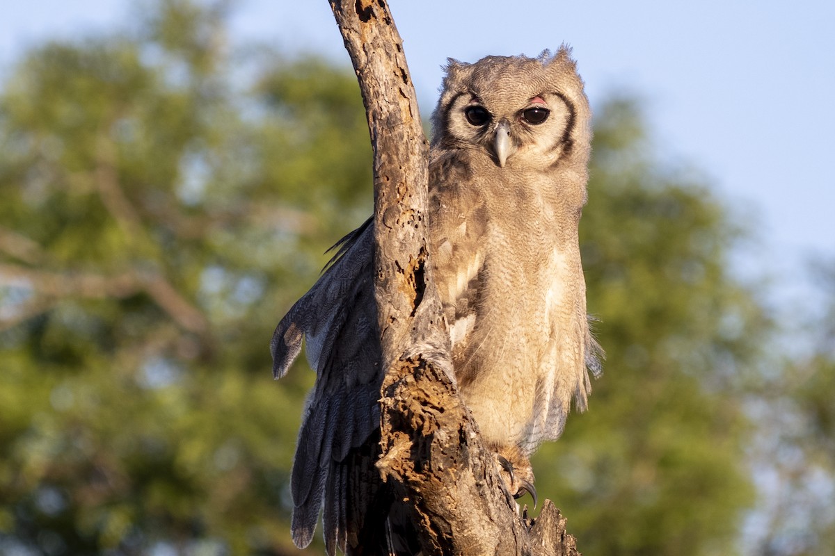 Verreaux's Eagle-Owl - ML644578655