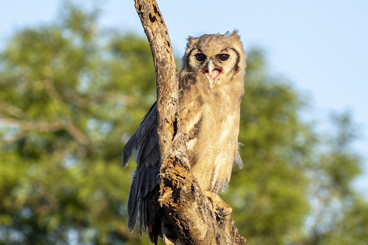 Verreaux's Eagle-Owl - ML644578656