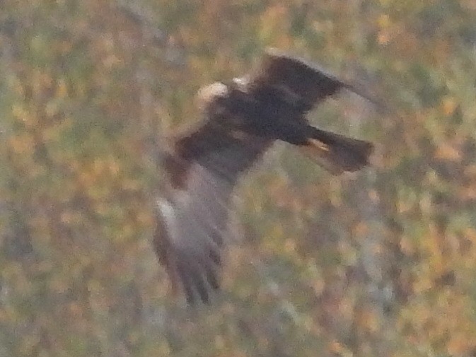 Busard des roseaux - ML644578658