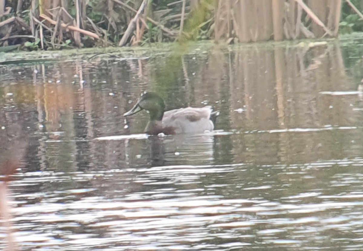 Gadwall x Mallard (hybrid) - ML644578661