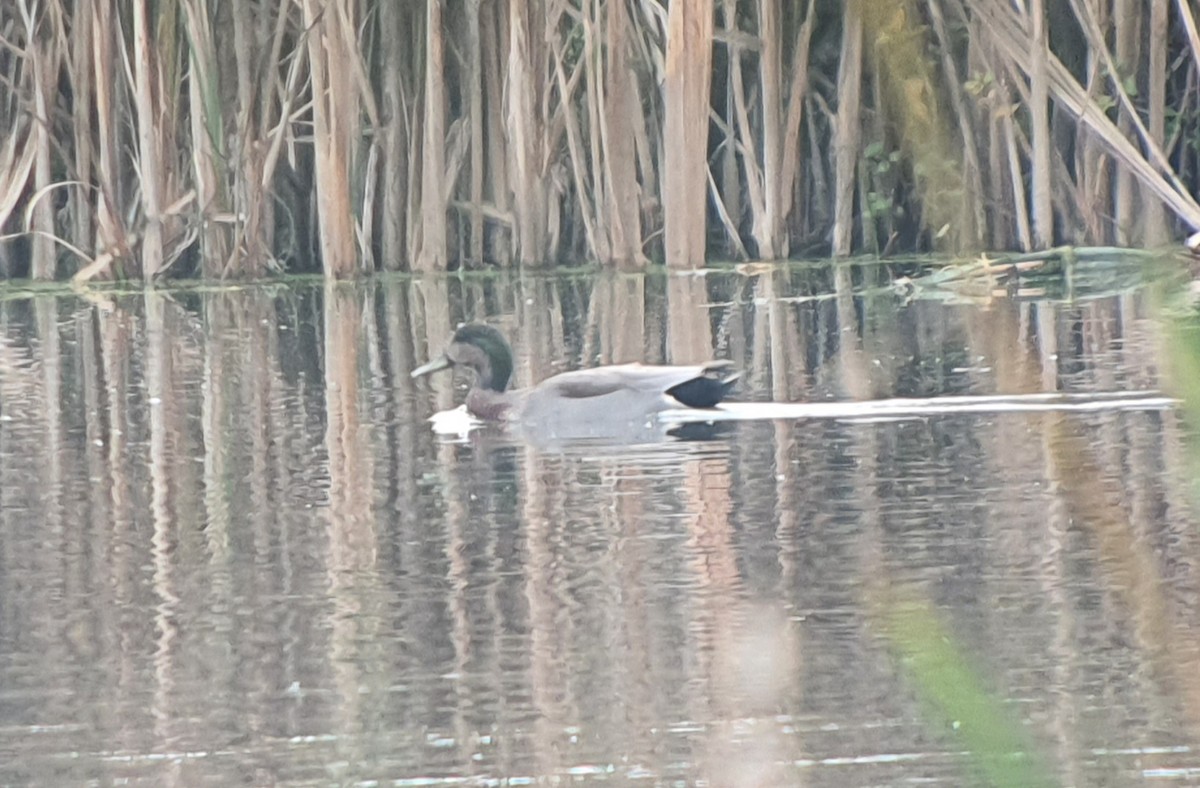 Gadwall x Mallard (hybrid) - ML644578670