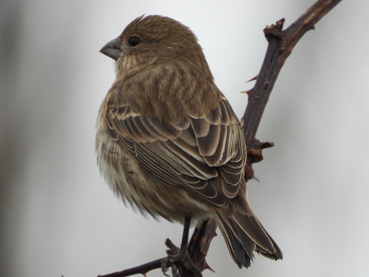 House Finch - ML644578681