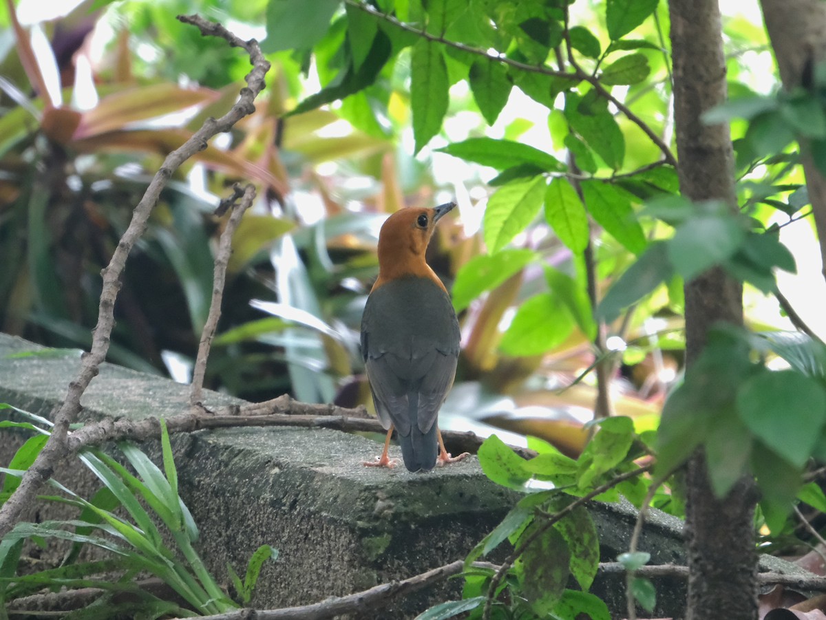 Orange-headed Thrush - ML644578683