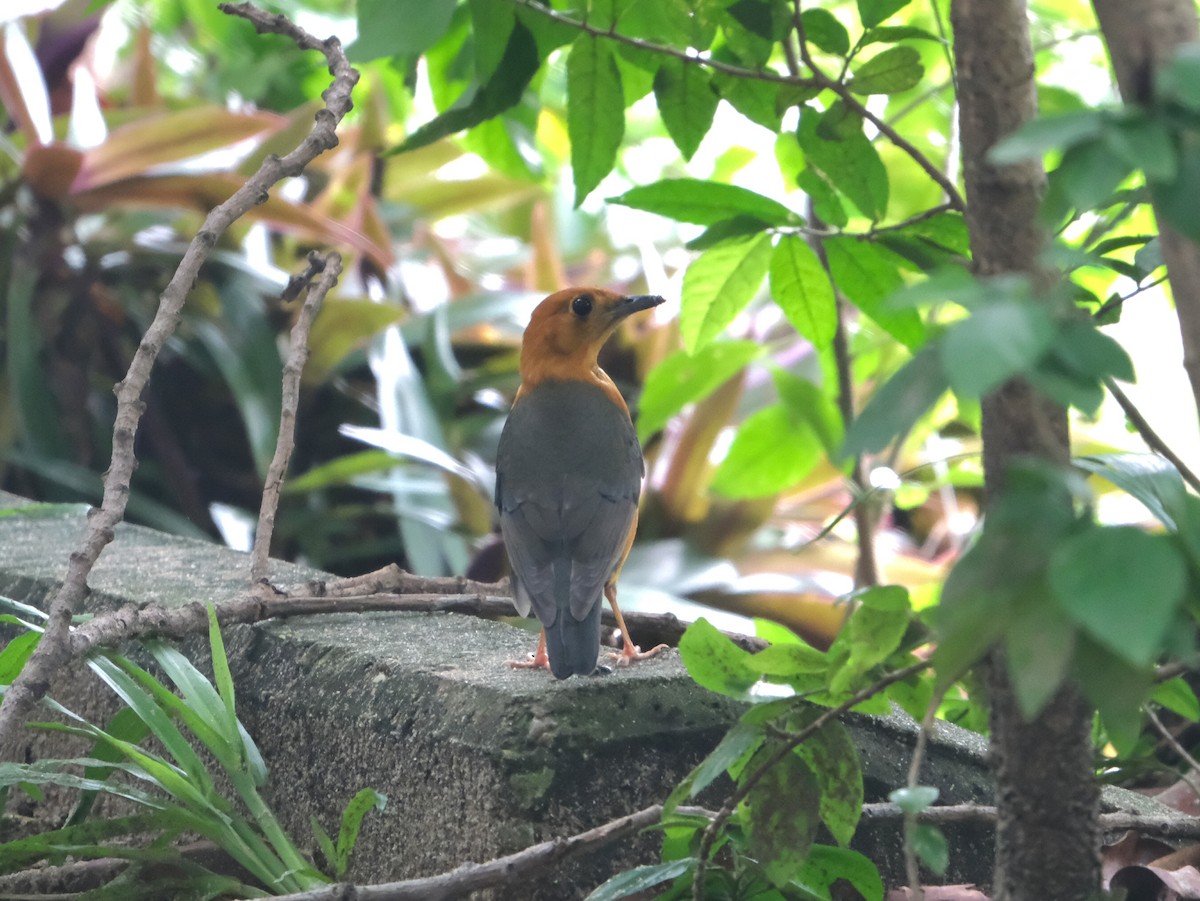 Orange-headed Thrush - ML644578684