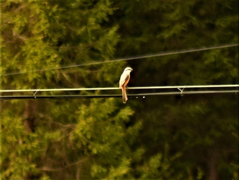 Gray-backed Shrike - ML644578685