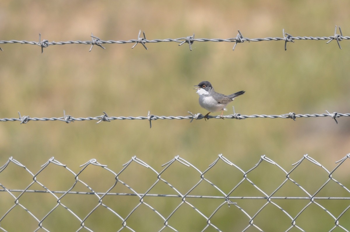 Pembe Göğüslü Ötleğen - ML644578686