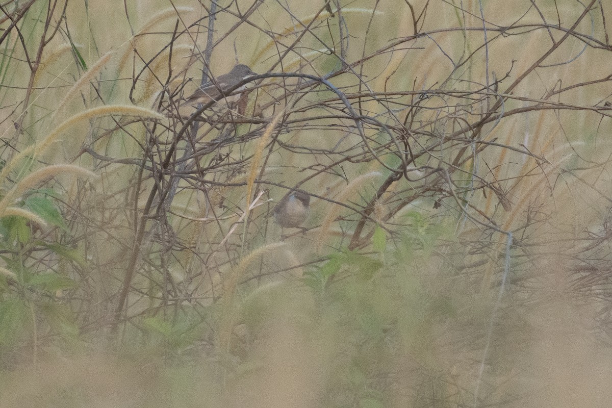 Küçük Ak Gerdanlı Ötleğen - ML644578693