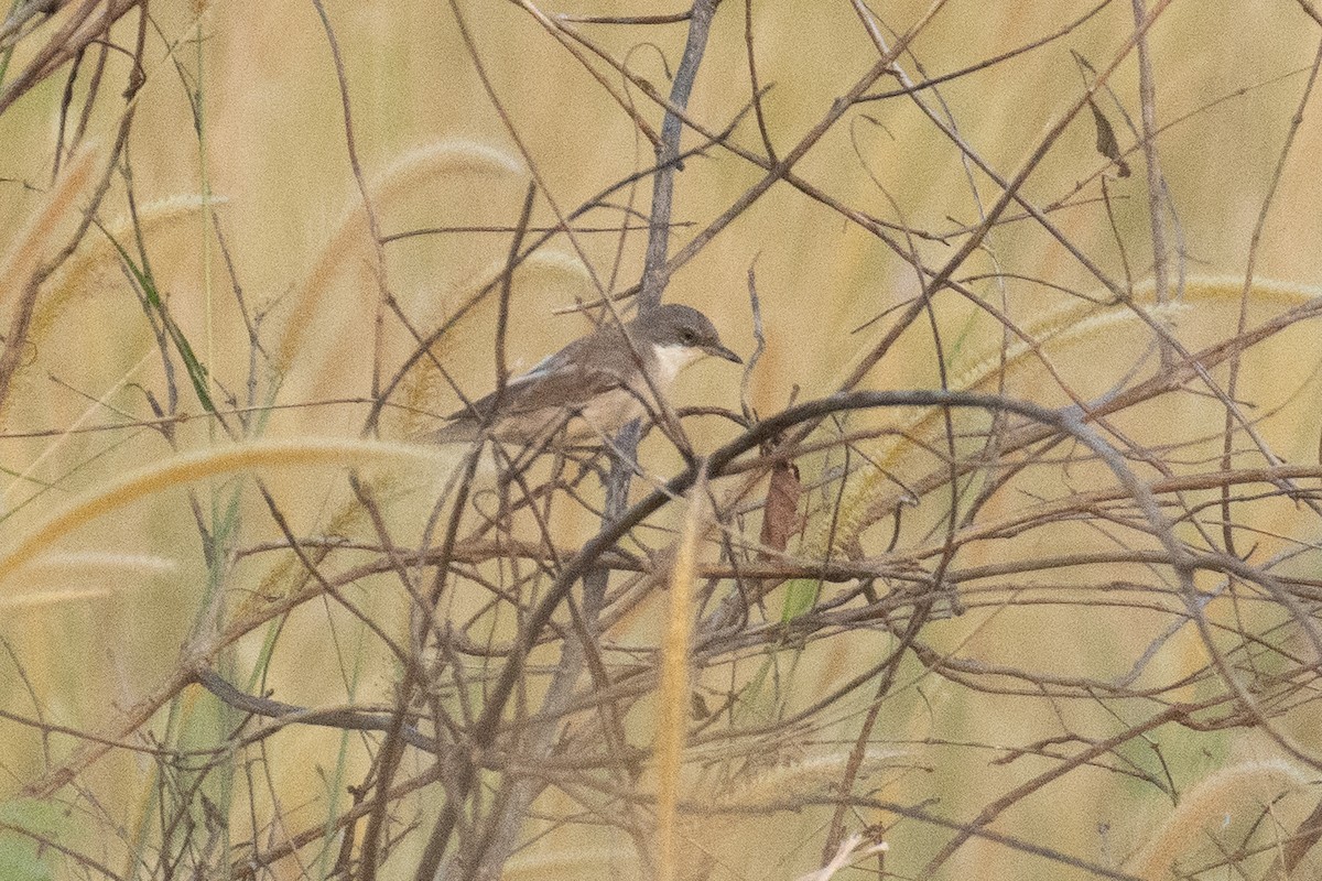 Küçük Ak Gerdanlı Ötleğen - ML644578694